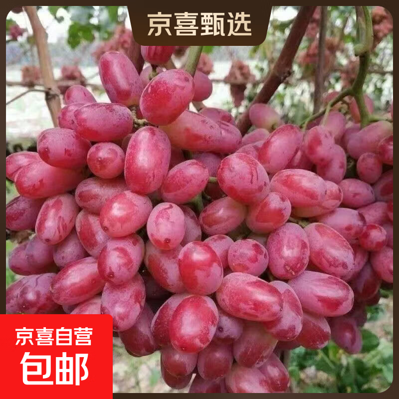 𝟕.𝟗/斤‼️精选克伦生葡萄🍇 🉐𝟐斤💴𝟏𝟓.𝟗 产地直发 - 86线报