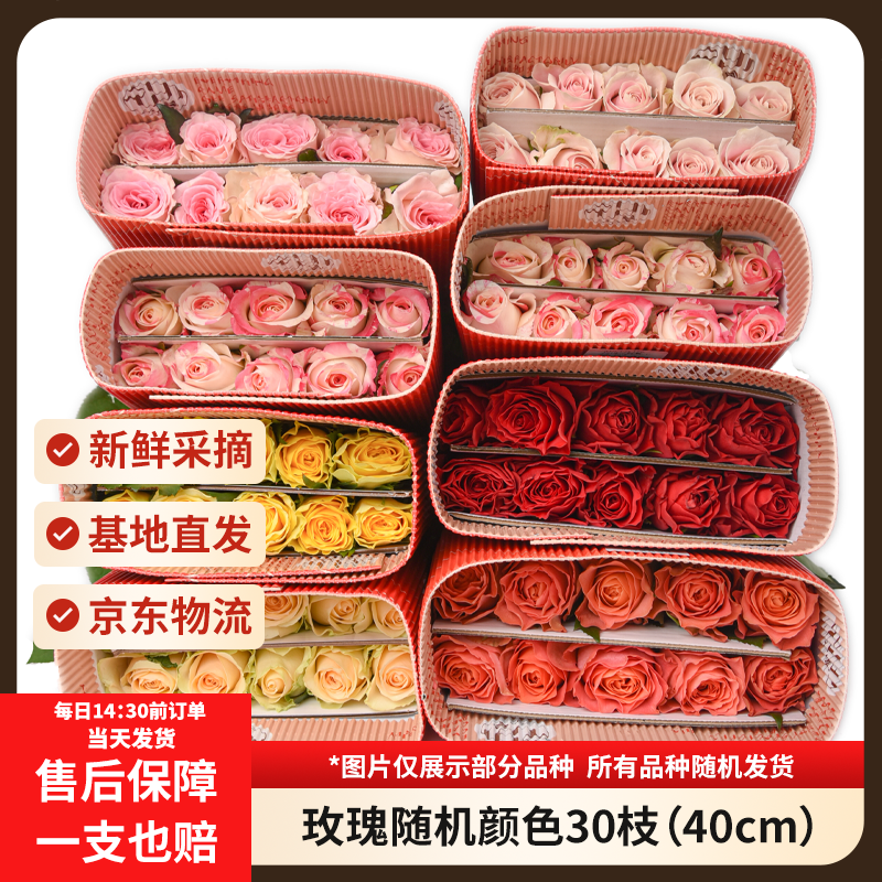 冲🚀亰東鲜花 新鲜采摘 随机色系玫瑰30枝40cm💐 18.9💰2-3配色 - 86线报