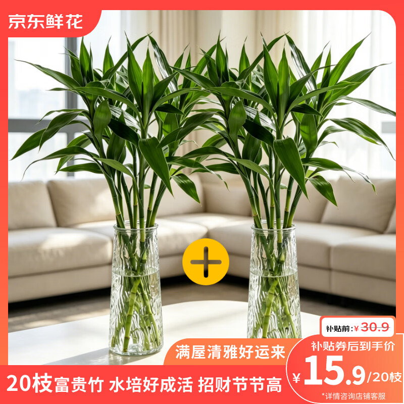 自营鲜花精选富贵竹20枝 15.9元 - 86线报