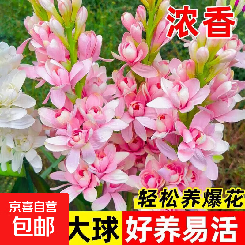 快‼爱养花的朋友不要错过🤩 3.9💰彼岸花种球2个 3.9💰唐菖蒲剑兰种球1个 - 86线报