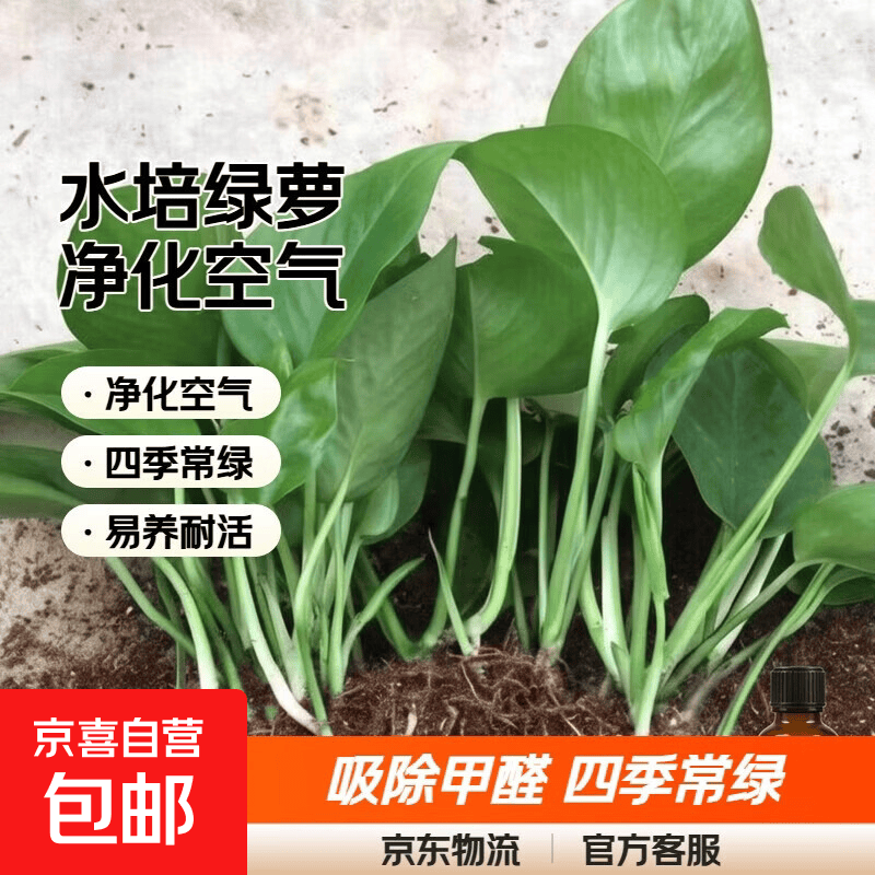 绿萝五颗送营养液 3.99元，水培绿萝10片叶子 4.99元，绿萝原盆自吸水1盆+肥 5.99元 - 线报酷