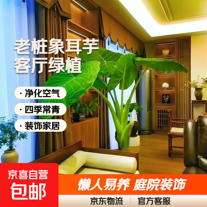 特老桩象耳芋1棵 3.99元 - 86线报