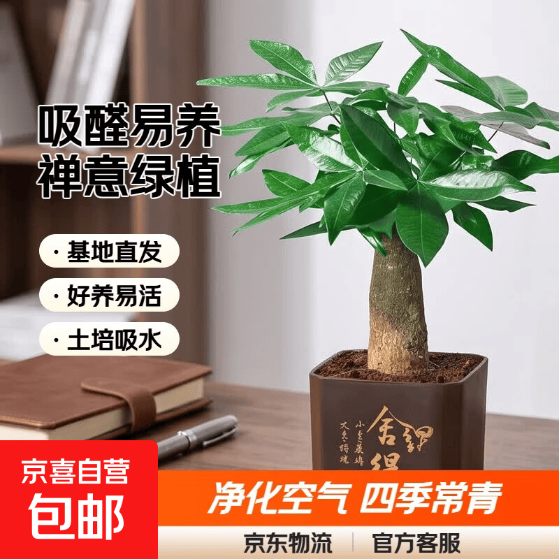 单杆发财树+舍得盆 3.99元 - 86线报