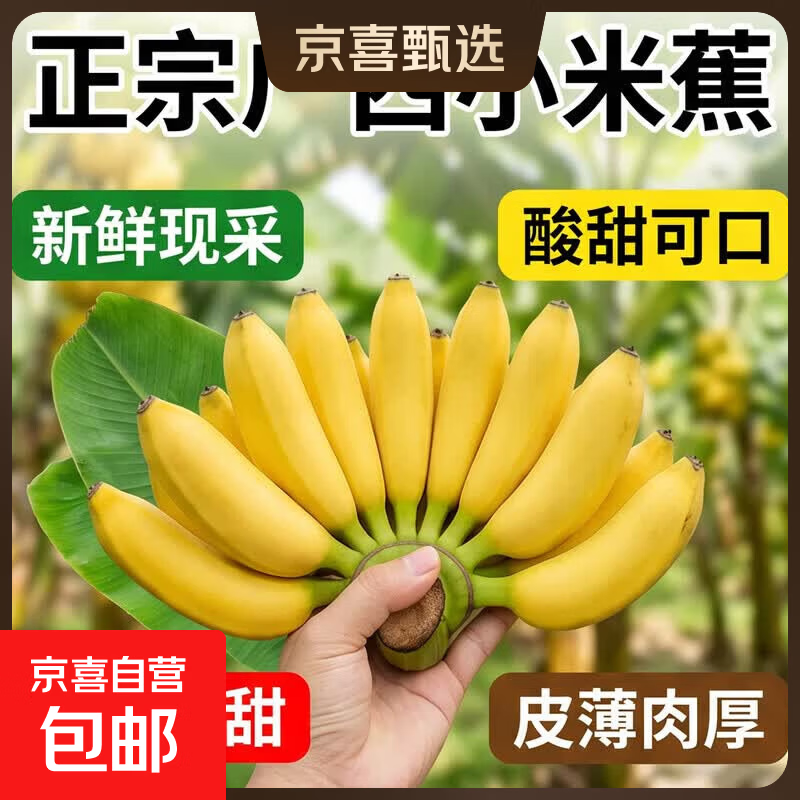 京喜加正宗广西小米蕉拇指香蕉鸡蕉酸甜小芭蕉新鲜水果软糯香甜 小米蕉带箱4斤 - 86线报