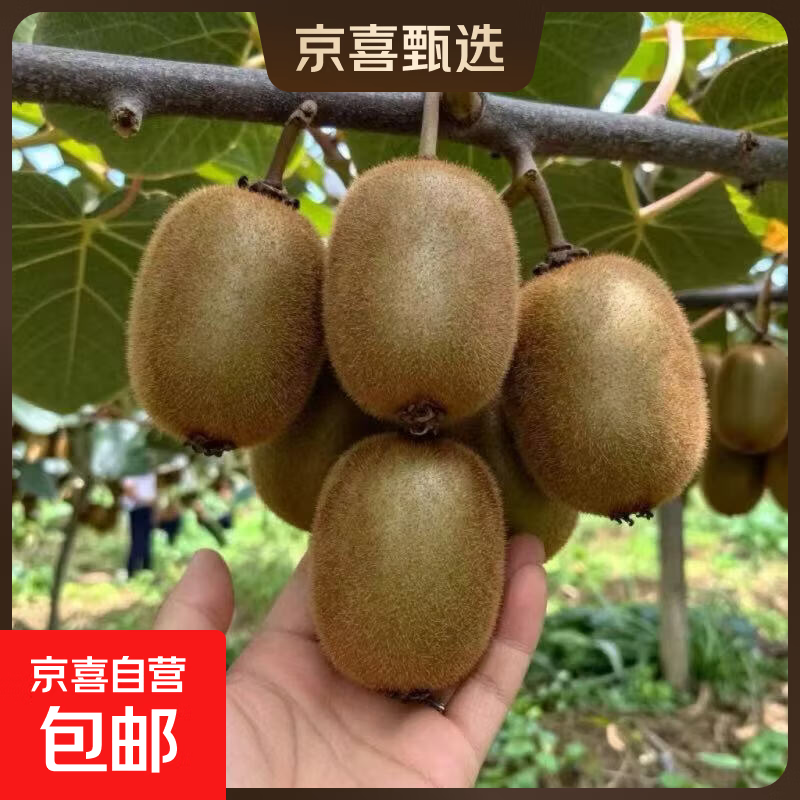 正宗绿心猕猴桃当季新鲜现摘水果现发整箱包邮20粒装单果80克+净重3.6斤 9.90元 - 86线报