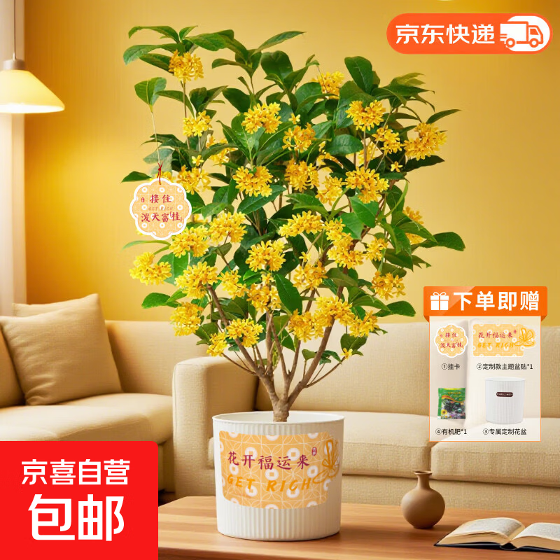 京喜自营中秋桂花树盆栽 赠挂卡+盆贴+花盆 25.9元 - 清风线报