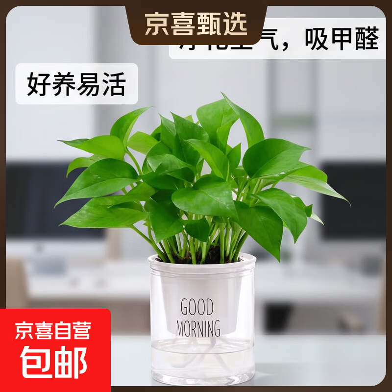 绿萝1盆+早安吸水盆 3.99元 - 86线报