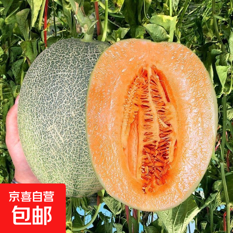 京喜加山东头茬哈蜜瓜新鲜采摘沙漠甜瓜净重8-9斤2-4枚 9.90元 - 86线报