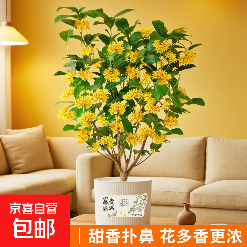 京喜自营中秋桂花树观赏盆栽 赠挂卡+盆贴+花盆 25.9元 - 86线报
