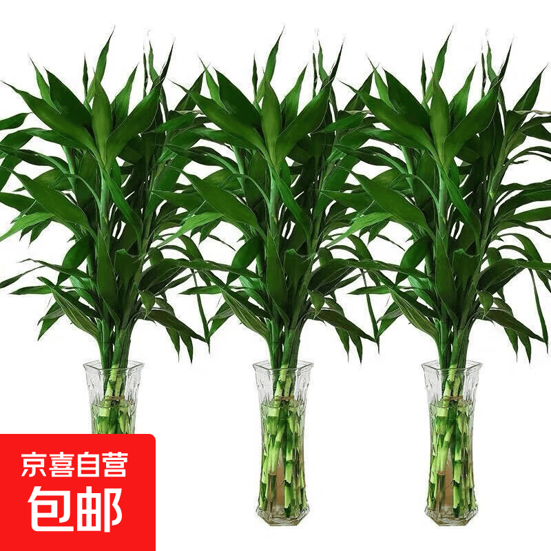 富贵竹20枝（65cm） 14.9元 - 86线报
