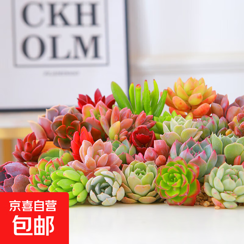 多肉植物精选随机一款多肉 9.99元 - 86线报