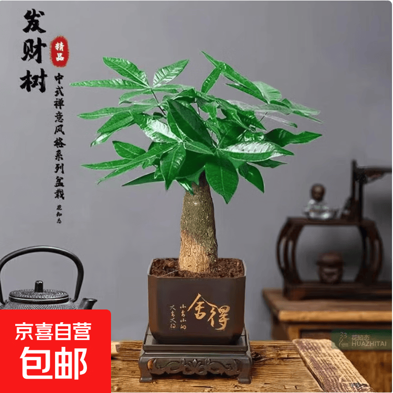 水培植物铁树小盆栽办公室内微景观桌面创意好养易活绿植花卉盆景发财树盆栽舍得盆加底托高度15-25cm - 86线报