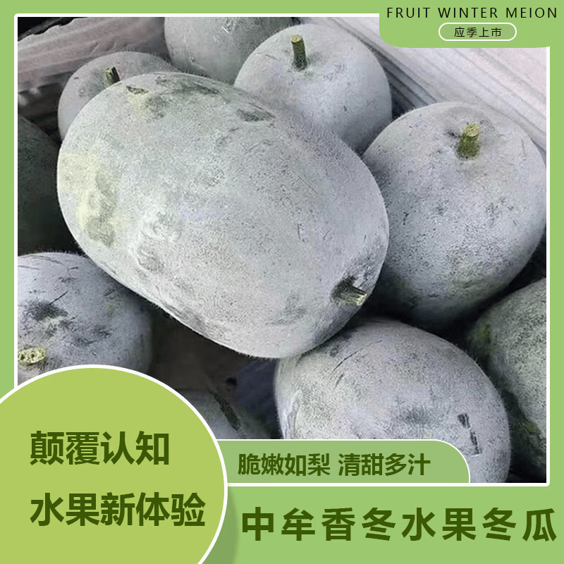新鲜蔬菜直达🚀 莎凰新鲜小冬瓜 净重3-3.5斤 🔴到手7.9元包邮 - 线报酷