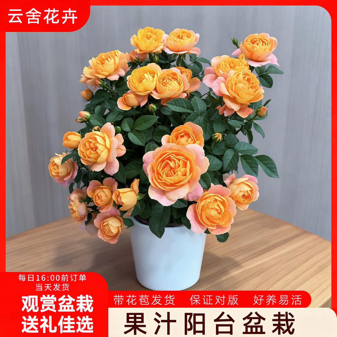 云舍花卉180口径果汁阳台盆栽1盆 9.49元 - 线报酷