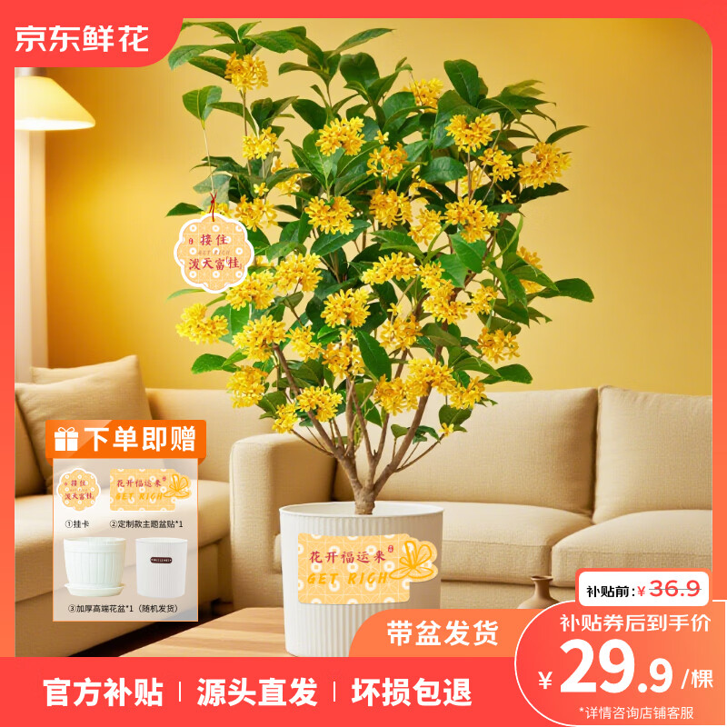 京东鲜花桂花树盆栽 29.9元 - 86线报