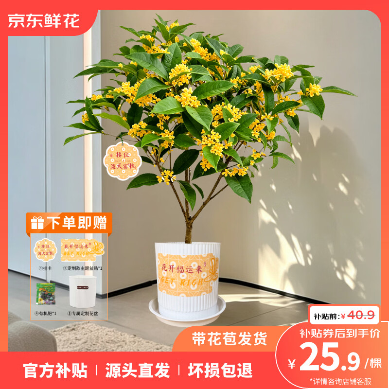 京东鲜花桂花盆栽 25.90元 - 86线报