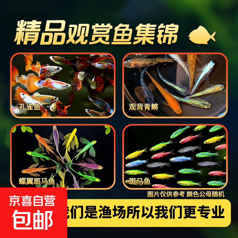 蝶翼斑马随机2条1.5-2cm 拍2单发5条 1元 - 美泡泡