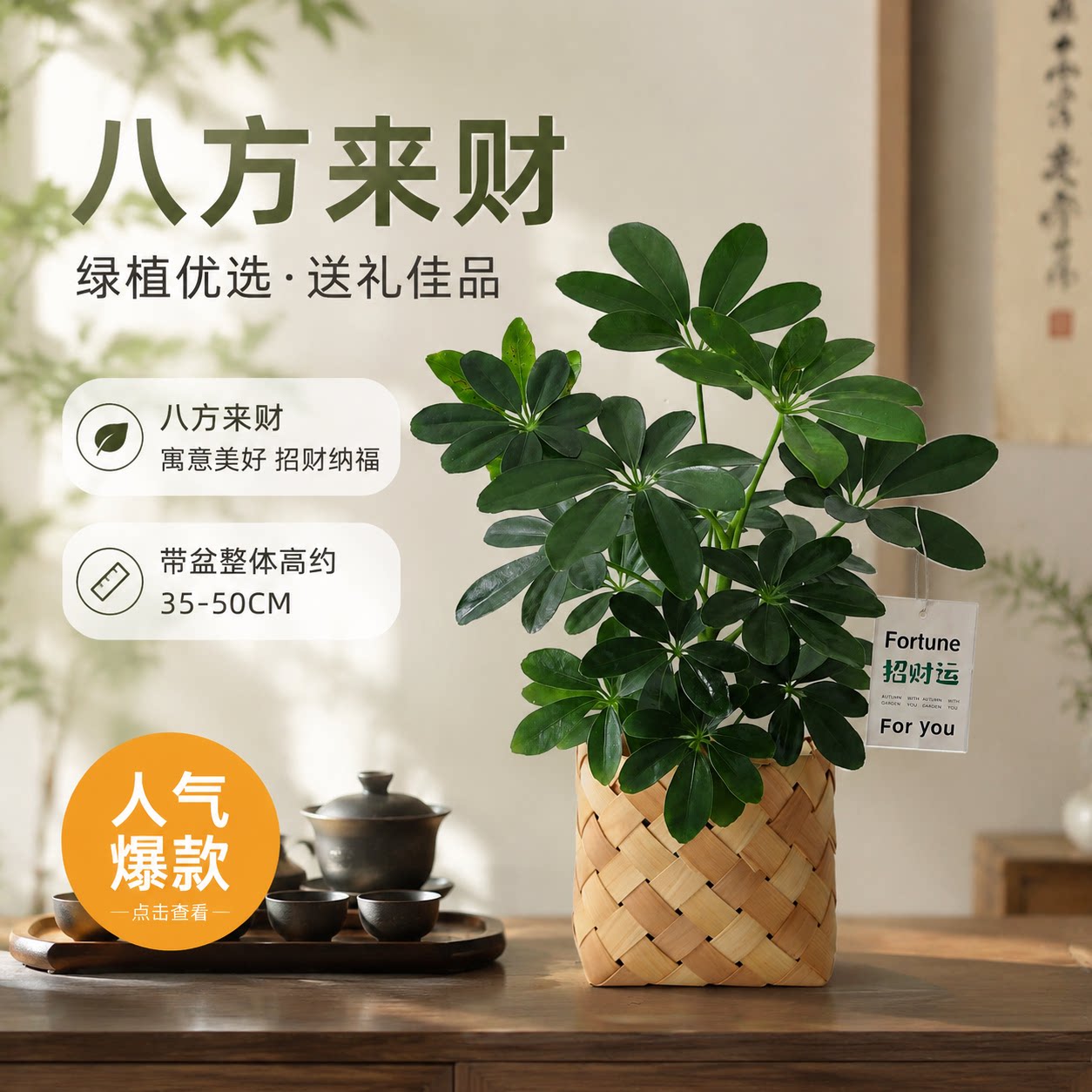 粗杆发财树-火山杯 11.59元，辫子发财树-雪梨盆紫砂托 12.9元，大雾松-苔藓球-玻璃盆 14.35元，奇趣鸭掌木-方竹编织筐 19.8元 - 86线报