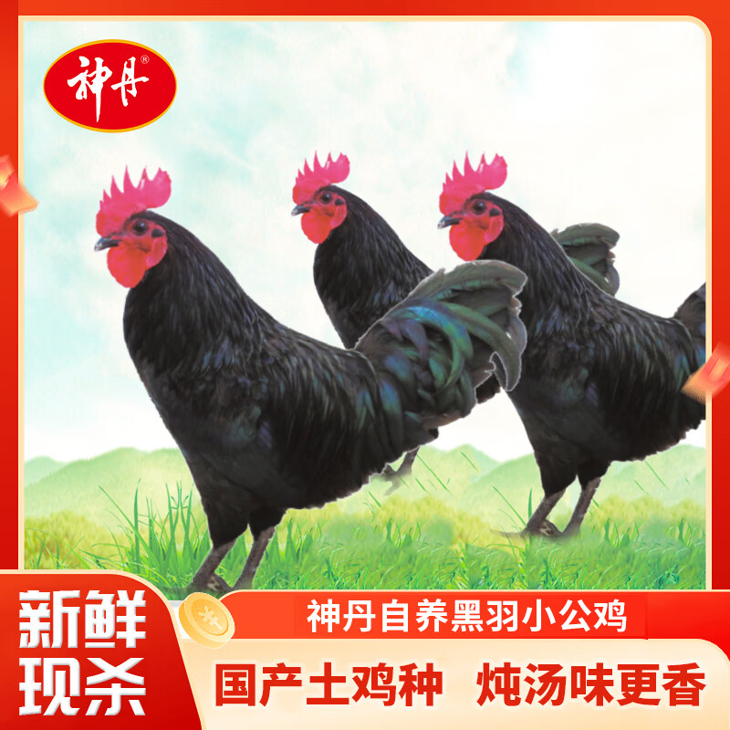 神丹黑羽小公鸡3只 99元 - 86线报