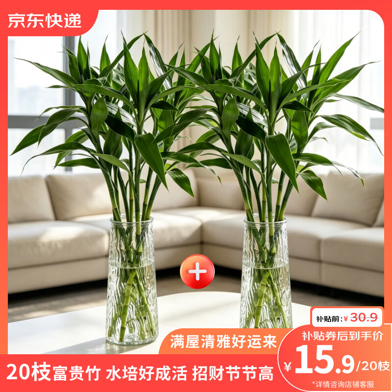 云选花礼富贵竹20枝 15.9元 - 86线报