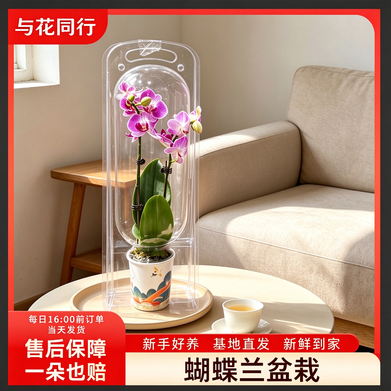 与花同行龟背竹1棵2片叶 60-70cm高 9.49元 - 线报酷