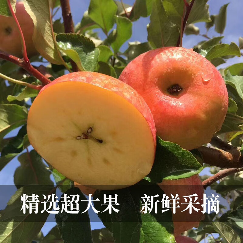 京东热销爆品 2020-02-16 - 第5张 | 最新购物优惠券 京东热销爆品 2020-02-16 - 第5张 | 最新购物优惠券