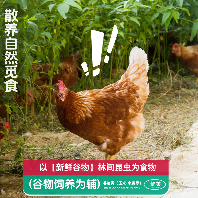 快❗大用散养黄油老母鸡 到手58.5🉐2斤装*2只 领卷后返回拍↓ - 86线报