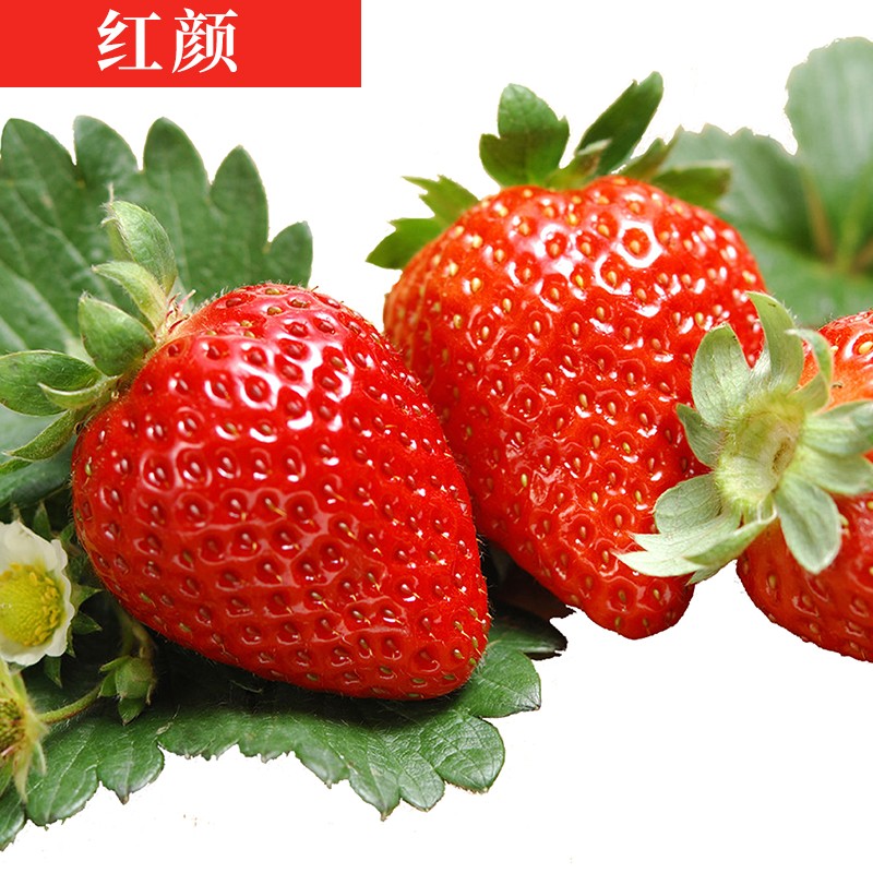 京东拼购商品 2020-03-15 - 第9张 | 最新购物优惠券 京东拼购商品 2020-03-15 - 第9张 | 最新购物优惠券