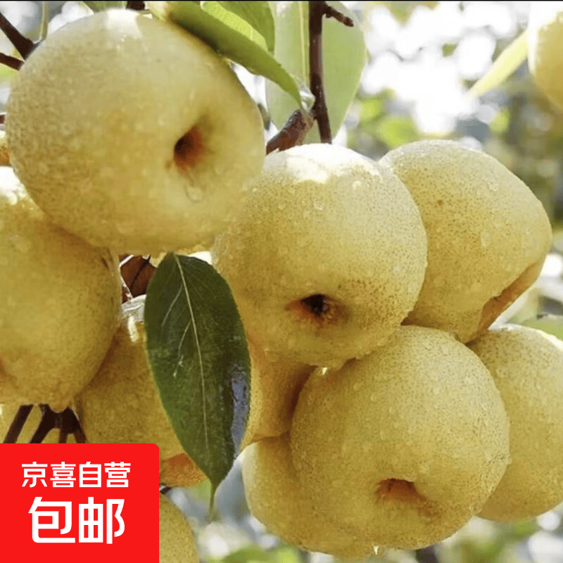 正宗砀山酥梨酥脆一号带箱5.2斤单果210g+ 10.8元 - 86线报
