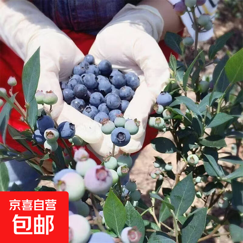 单果15MM+蓝莓 14.9元 - 折送网