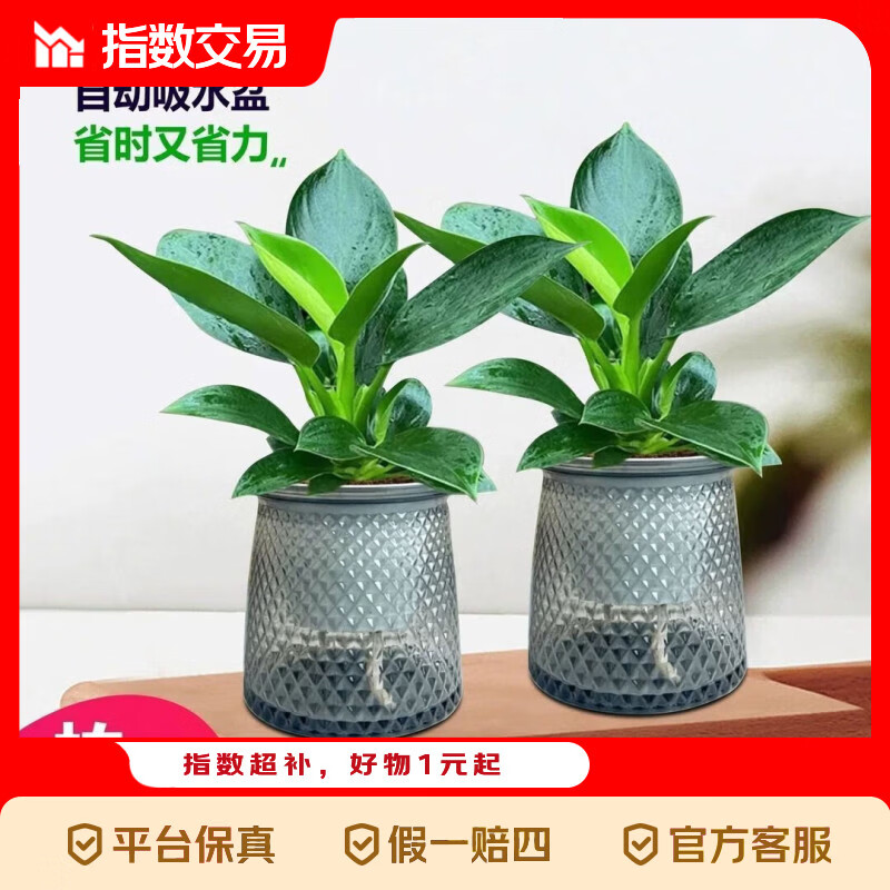 大叶金钻两盆 5.9元 - 线报酷