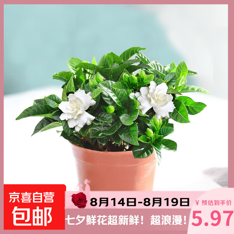 生活鲜花栀子花阳台盆栽带花苞大叶老桩浓香牡丹带花发货卉植物1丛生栀子花90#小盆+简易盆 3.99元 - 86线报