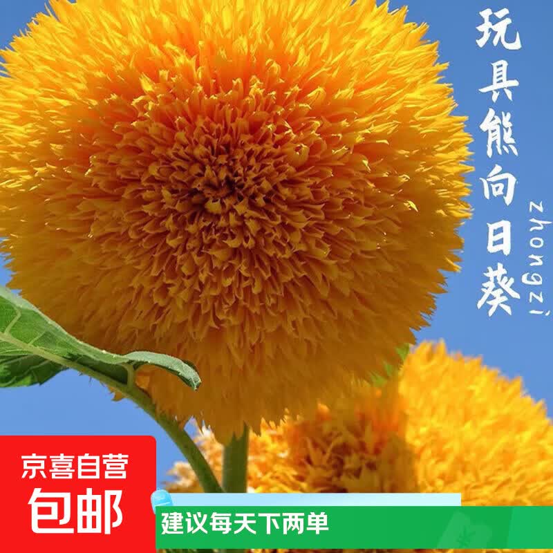 重瓣玩具熊向日葵种子玩具熊向日葵种子/包约30粒1包 0.10元 - 86线报
