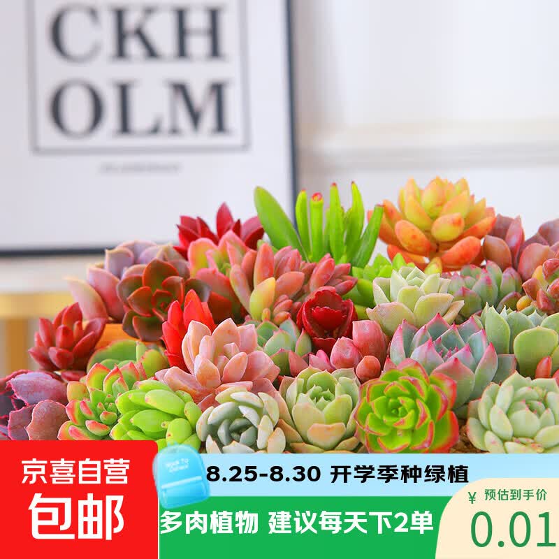 多肉植物精选随机一款多肉 9.99元 - 86线报