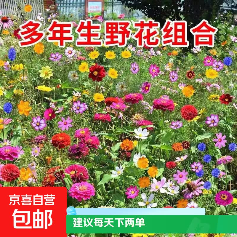 丰硕野花组合种子1包约800粒 0.1元 - 86线报