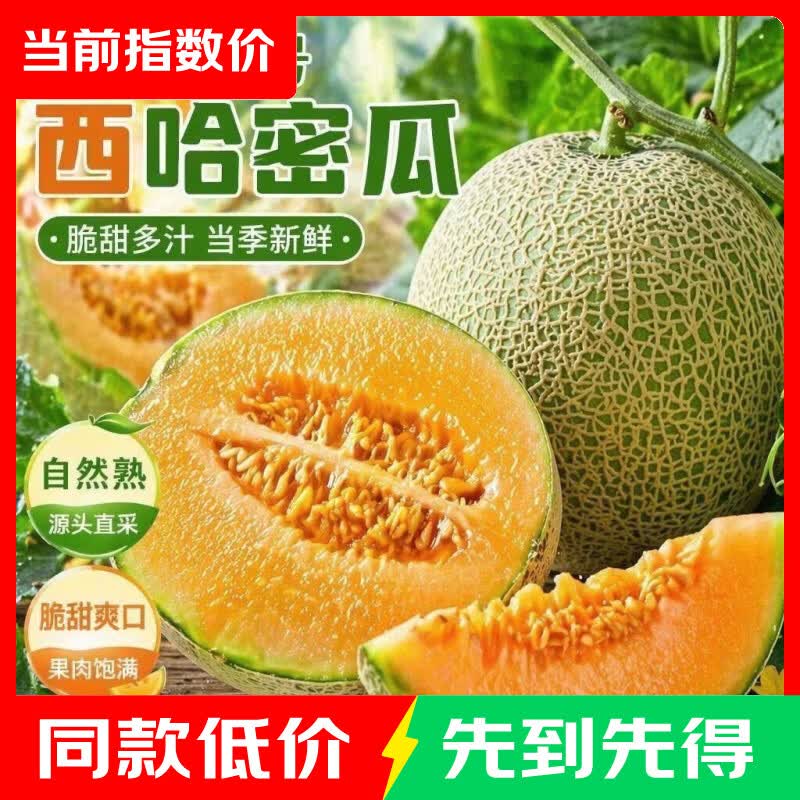 海南新疆哈密瓜带箱5-6斤 7.9元 - 86线报