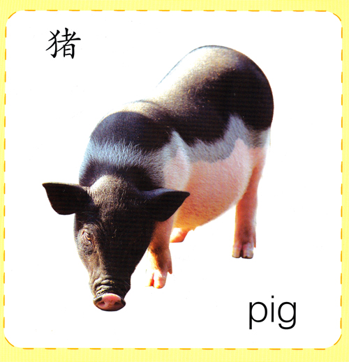 淘气宝贝启蒙大卡动物13岁儿童认知卡