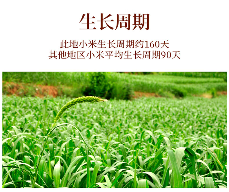 小米锅巴210克_06.jpg