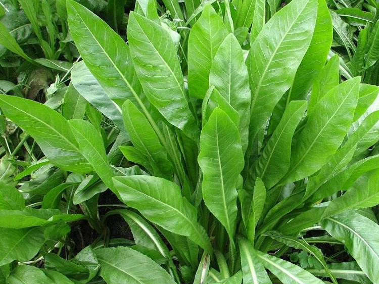 将军菊苣种子大叶菊苣哈哈草佐罗四季青多年生牧草籽牧春籽猪牛羊鸡鸭