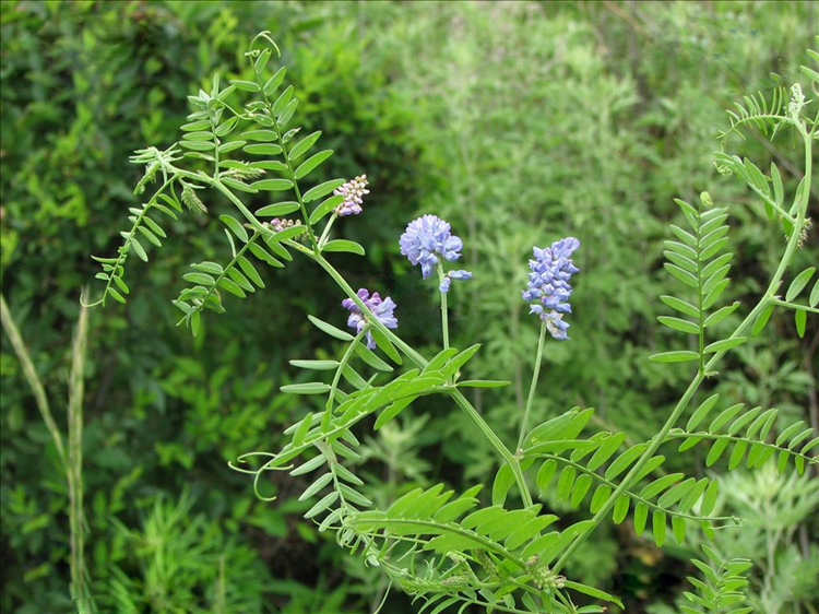 毛叶苕子 光叶紫花苕子 箭舌豌豆 毛野豌豆 大巢菜 果园绿肥固氮蜜源