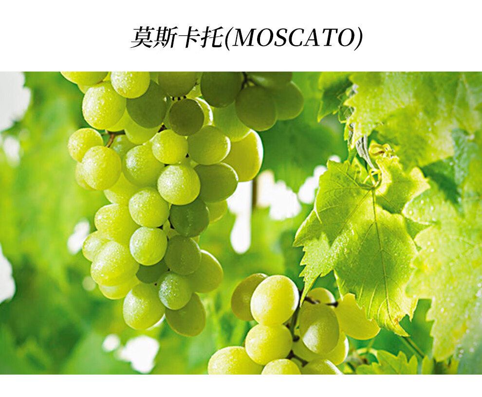 澳赛诗(auscess)森林鹿 莫斯卡托半甜 白葡萄酒 智利原瓶进口 750ml*1