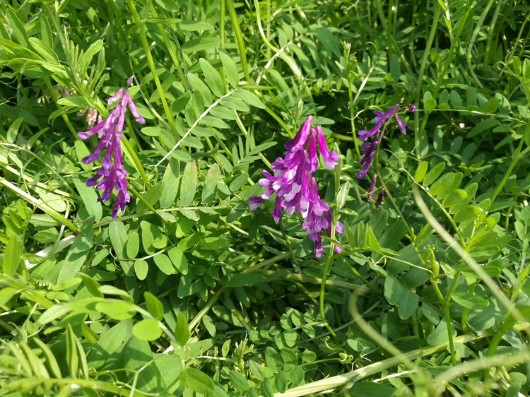 毛叶苕子 光叶紫花苕子 箭舌豌豆 毛野豌豆 大巢菜 果园绿肥固氮蜜源