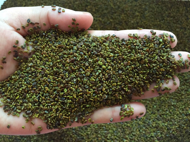 紫云英种子 红花草 草子 翘摇 硕农5号 牧春籽 畜禽牧草景观芽苗野菜