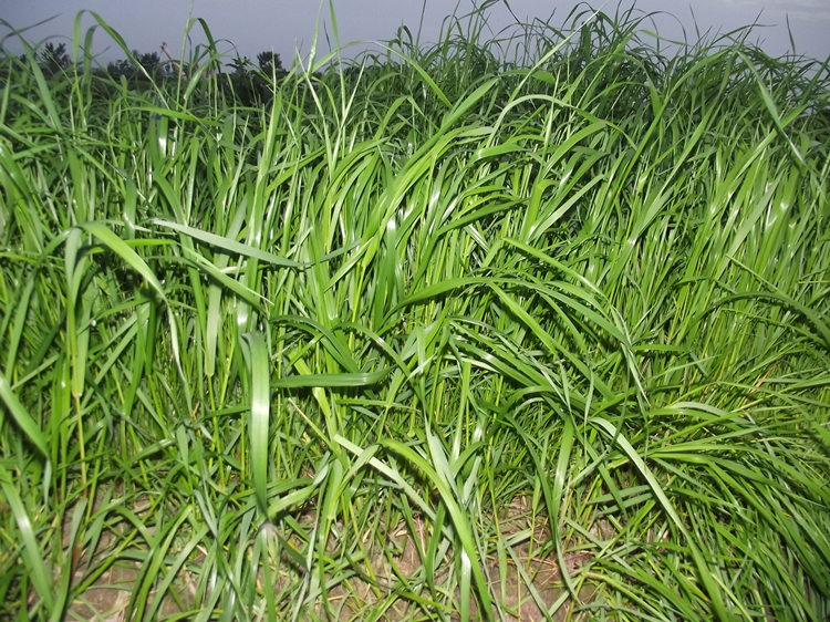 多年生黑麦草种子进口四季耐热高产型牧草籽牧春籽青贮放牧绿化护坡雅