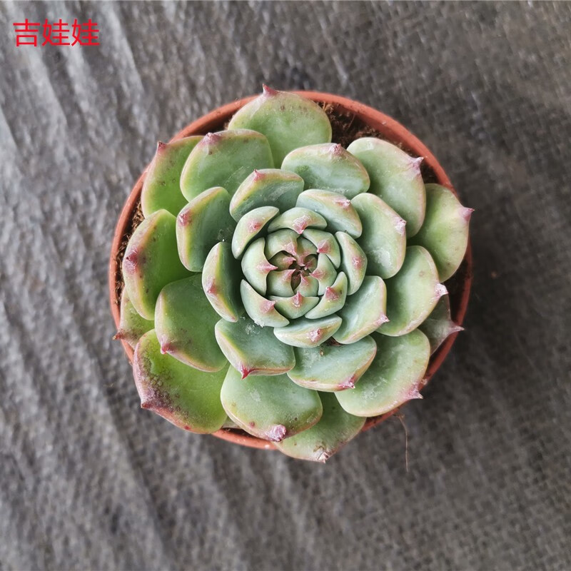 缤纷盆栽多肉植物组合绿植花卉肉肉办公室盆景多肉9cm混装 装箱30盆 最少5个品种混装发货 图片价格品牌报价 京东