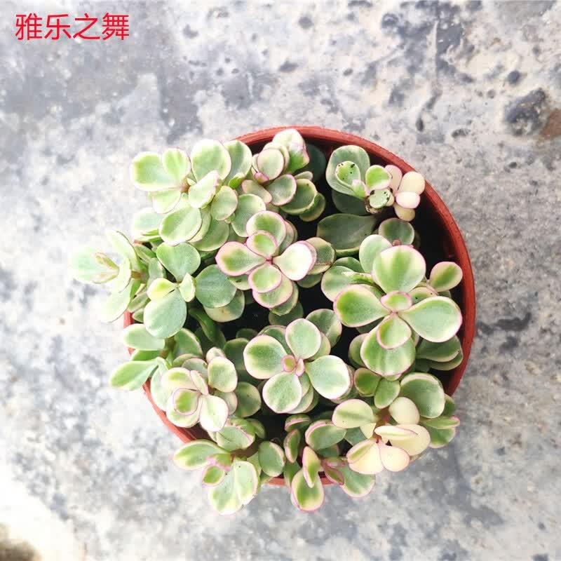 缤纷盆栽多肉植物组合绿植花卉肉肉办公室盆景多肉9cm混装 装箱30盆 最少5个品种混装发货 图片价格品牌报价 京东