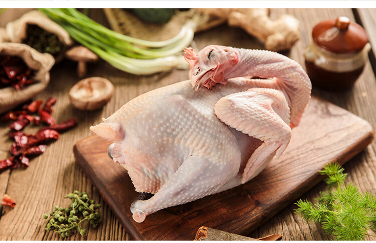 500天老母鸡详情新750_08