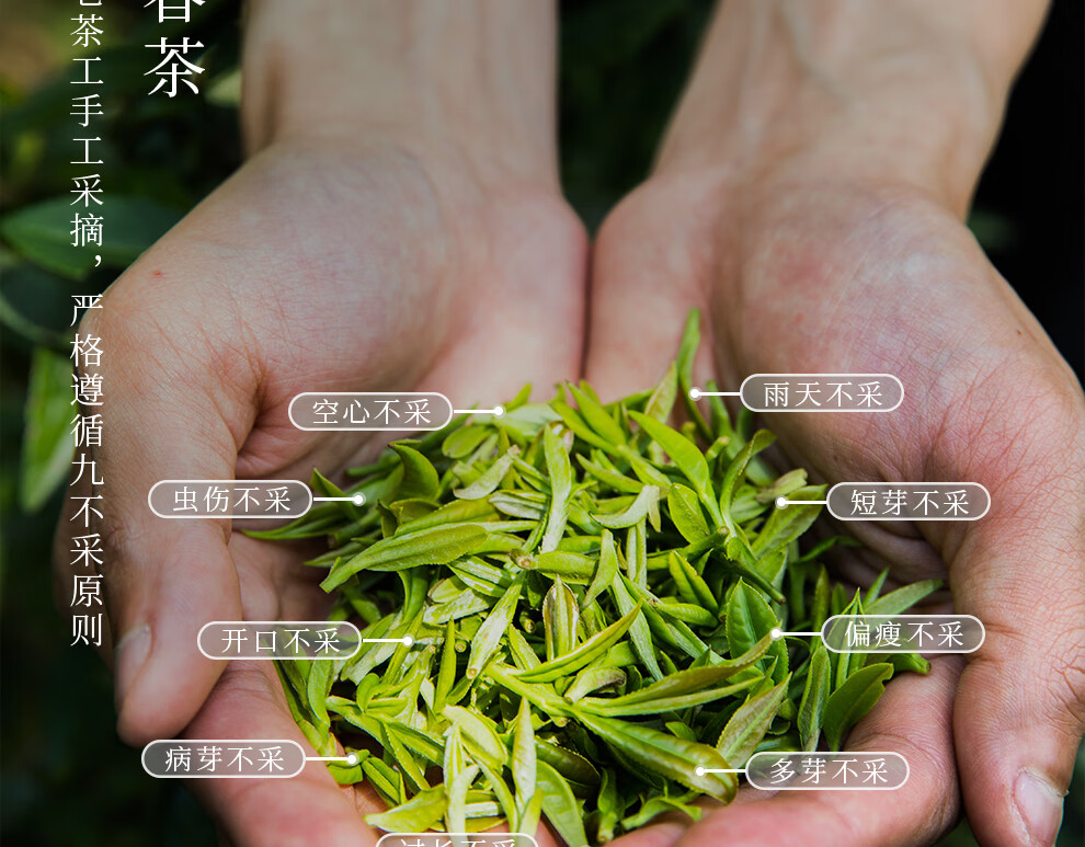 仙芝竹尖 2021年新茶特级 绿茶茶叶 礼盒装 明前新茶 四川高山云雾