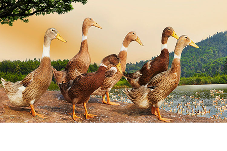 舜华临武鸭旗舰店