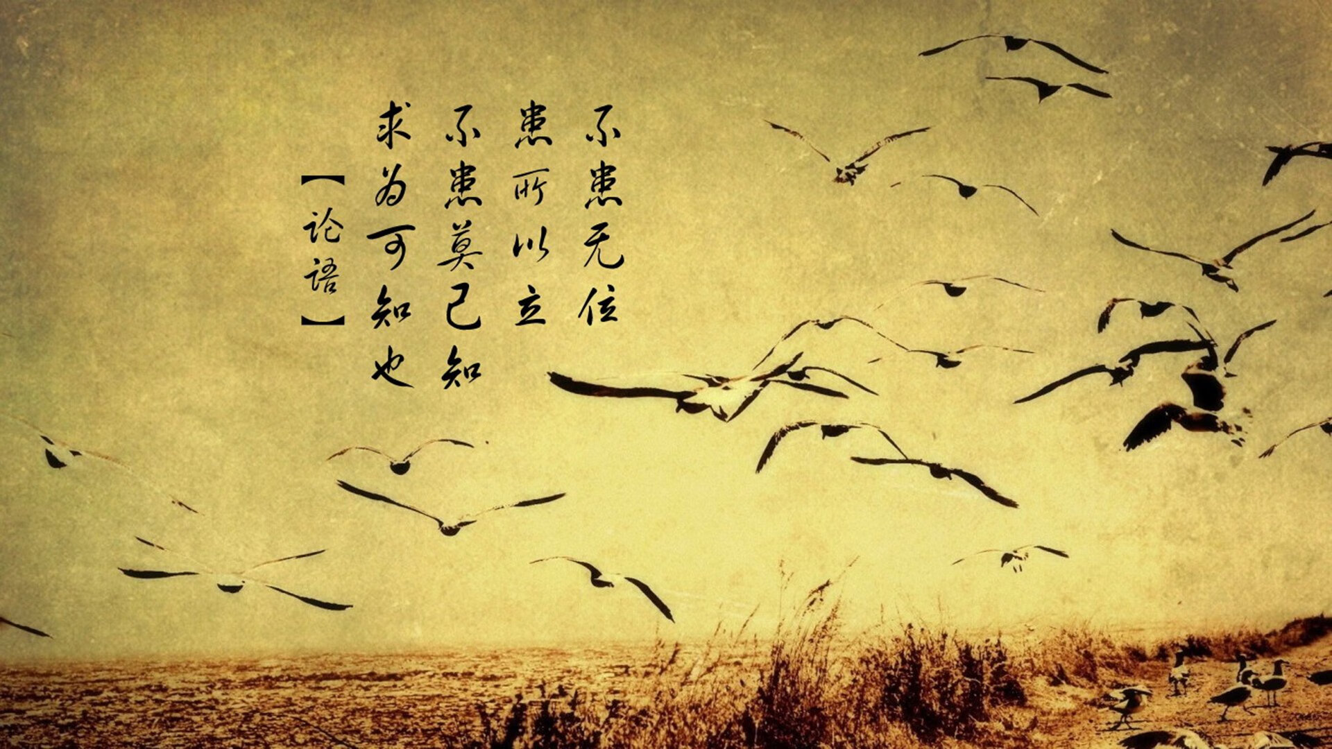 哈妹薛佳凝香港(求薛佳凝的照片)
